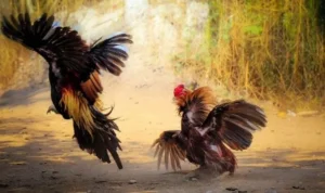 Đá Gà GA28 Tại Bet999