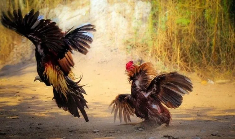 Chiến Thuật Thắng Lớn Cách Chơi Đá Gà GA28 Tại Bet999 Uy Tín Nhất 1 Đá Gà GA28 Tại Bet999