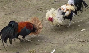 Đá Gà Sabong Tại Bet999