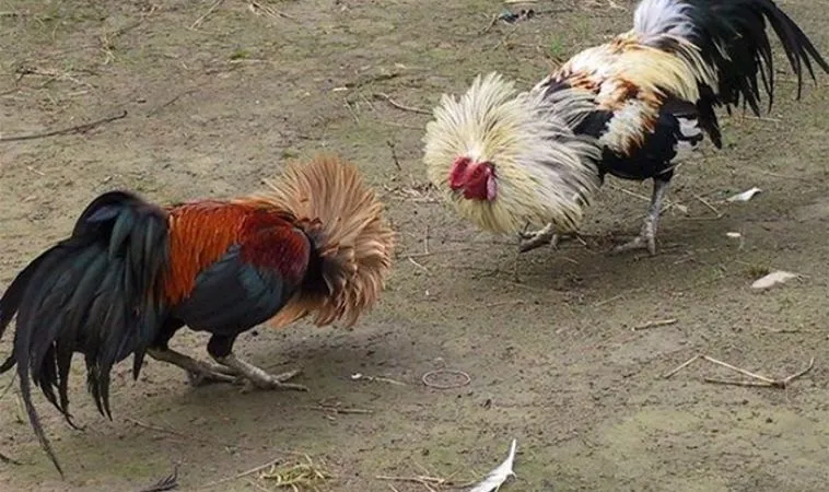 Chinh Phục Đấu Trường Quốc Tế Cách Chơi Đá Gà Sabong Tại Bet999 1 Đá Gà Sabong Tại Bet999