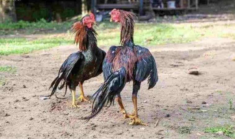 Làm Chủ Ván Cược Với Cách Chơi Đá Gà WS168 Tại Bet999 Siêu Tốc 1 đá gà WS168 Bet999